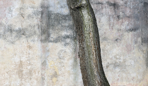 古老的街道墙和木林树干刮肮脏的邋遢图片