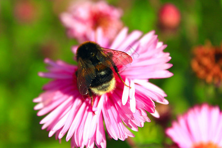 杵花粉大黄蜂坐在一只小阿斯特上收集花蜜茎图片
