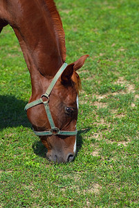 鼻子马在农村草地上放牧棕色的绿图片