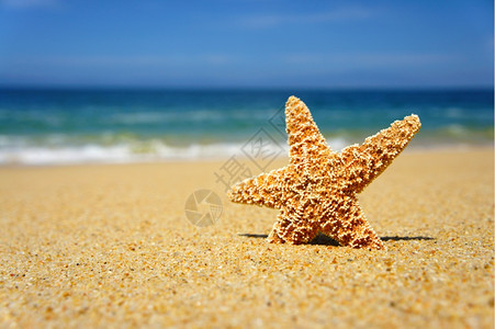 热带海滩和蓝夏天的星美丽鱼图片