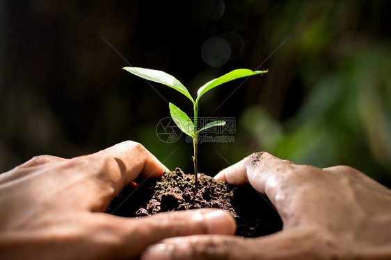 培育老的男人手在土壤里种树苗自然图片