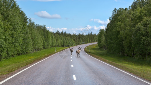 树木哺乳动物地点2头鹿夏天在芬兰北部的路上跑来去图片