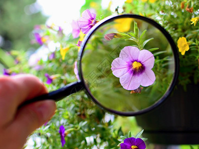 玻璃树叶天放大镜下紫百万铃的花朵景象背景图片