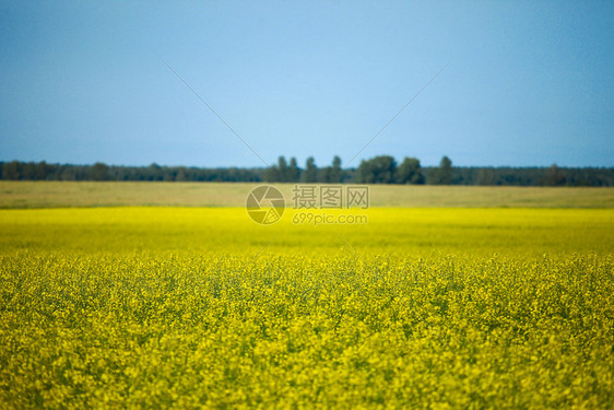 油菜花田地风光图片