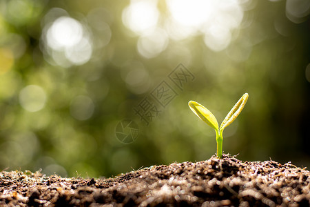 培育自然模糊树苗从土壤中长出图片