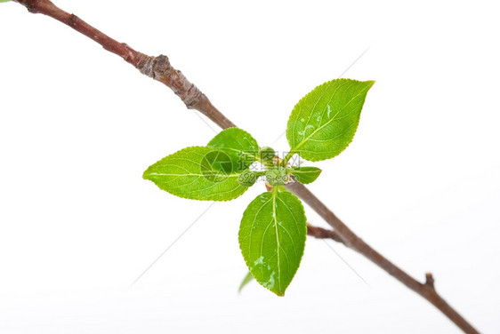 植被春天树枝苹果有白上隔离的春芽环境图片