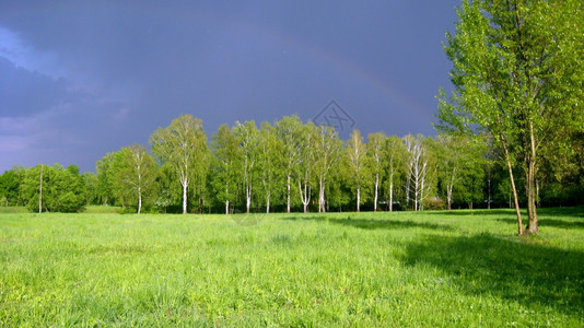 桦木全景草充满雨云和树木的绿景观图片