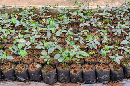 塑料庄稼苗圃中的茶种植自然图片