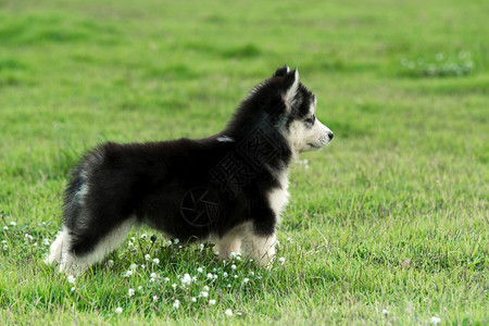 步行场地自然草上可爱的哈斯基小狗图片