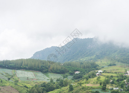 风景优美阴霾清晨有雾的高山森林图片