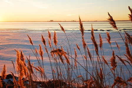 团体冬天的风景在日落时靠着海岸飘飞的青春花朵颜色蓬松的图片