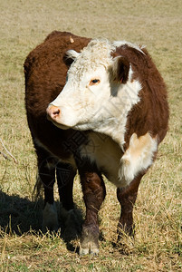 波尔赫里福德牛群领口牧场标签图片