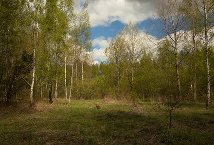 欧洲景观叶子4月波兰新绿春生的森林美丽阳光明媚森林地貌图片