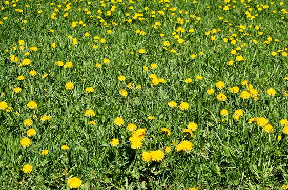 绽放颜色田野上滚动的黄花朵在绿草中丹迪利昂生长图片