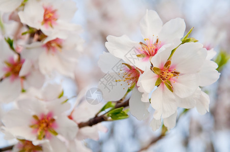 枝条行进花园3月杏仁开花全红杏树图片