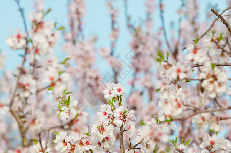 粉色的3月杏仁开花全红杏树植物的图片
