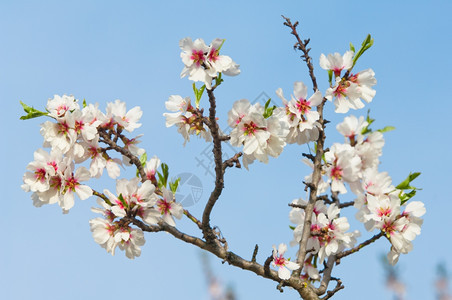 宁静花园3月杏仁开花全红杏树的图片