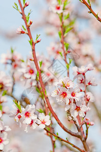 分支蓝色的粉3月杏仁开花全红杏树图片