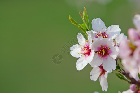 植物群3月杏仁开花全红杏树四月果园图片