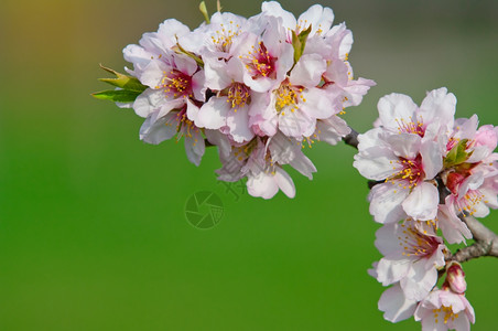 花瓣植物复制3月杏仁开花全红杏树图片