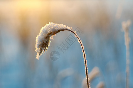 季节户外寒冬美丽的圣诞风景雪在夕阳下落浅地深处亮度图片