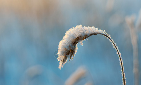 俄罗斯蓝色的寒冷冬美丽圣诞风景雪在夕阳下落浅地深处图片