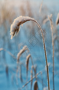 寒冬美丽的圣诞风景雪在夕阳下落浅地深处自然一种俄罗斯图片