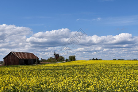 在瑞典群岛奥兰Oland上布满黄色种子田地天空农谷仓图片