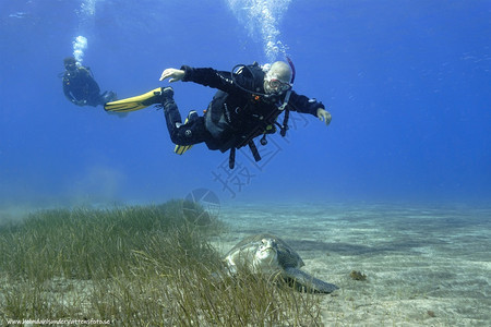 礁飞行潜水员和海龟岛屿鱼图片