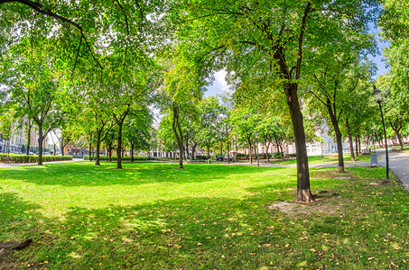 城市公园的美丽树林夏季松弛城市的自然图片