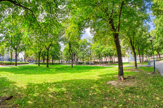 城市公园的美丽树林夏季松弛城市的自然图片