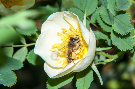花朵上采花的蜜蜂背景图片