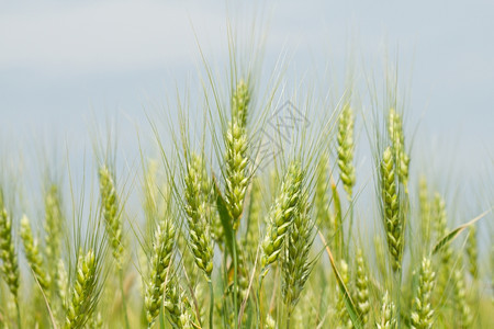 户外农艺学谷物田野未到的绿色小麦图片