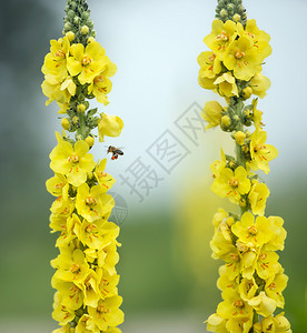 花朵上采花的蜜蜂图片