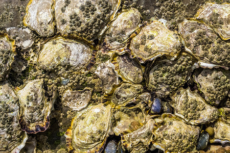 岩石上的牡蛎壳海滩背景软体动物的贝壳生蚝细节海洋图片