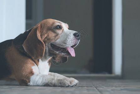 可爱的犬类近和侧观的可爱比格尔狗仰望向前躺在地板上家门前的瓷砖地板上宠物肖像概念哺乳动物图片