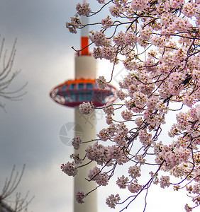 花朵日本有樱的京都塔植物群风景图片