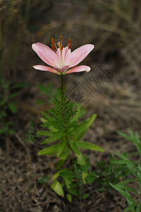 环境优雅绿色一朵花粉红大莉在长的尾巴上图片