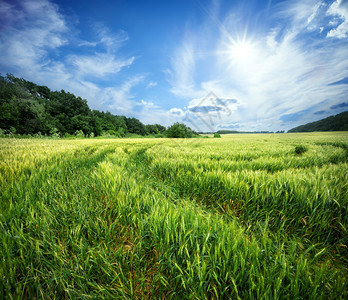 自然庄稼太阳光下麦穗成熟的田间乡小路夏季景观阳光下麦穗成熟的田间乡小路图片