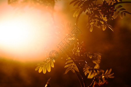 草日落灰莓直接阳光背景日落灰莓直接阳光背景hd目的专注图片