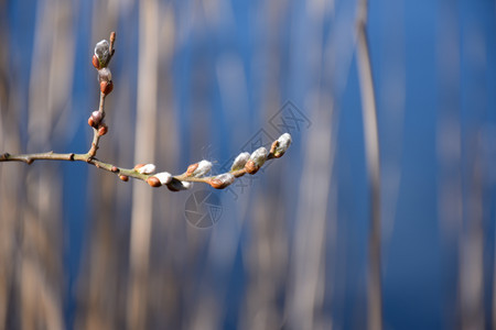 柳树猫皮被天然蓝底的色背景关闭分支植物花的图片