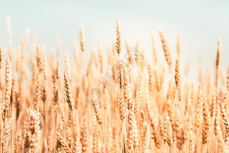 生长金麦田和阳光在背景中照的黄金小麦场顶部复制空间耳朵农场图片
