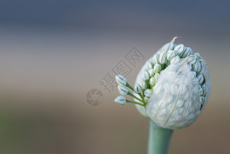 花粉洋葱红关闭天然背景洋葱花红属健康图片