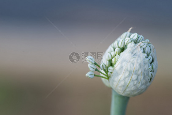 花粉洋葱红关闭天然背景洋葱花红属健康图片