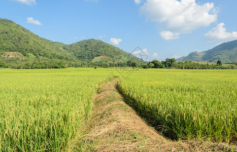 农场种植园食物绿稻田景观泰国有足迹图片