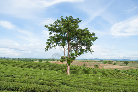 大树在茶叶种植园在山上的可耕地中爬坡道植物热带图片