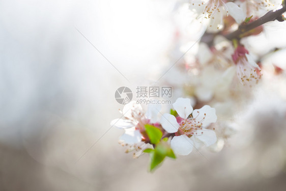 苹果射出的花朵其焦点模糊苹果的花朵叶子景观图片