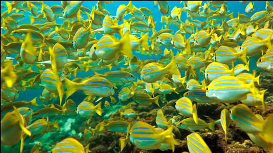 光线海洋自然学校里有黄色的捕食鱼图片