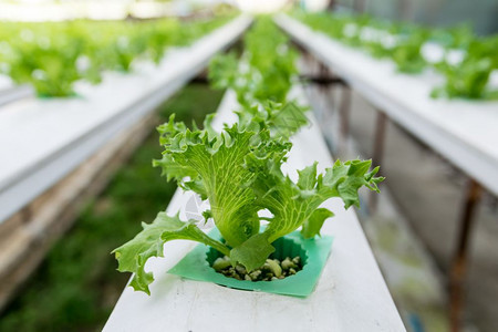 农场绿蔬菜种植面积单位千分之一橡木维生素水培图片