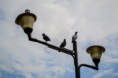 户外坐在街上灯柱的鸽子再次来到蓝天罗马尼亚结构体图片